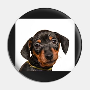 Portrait of black puppy Pin