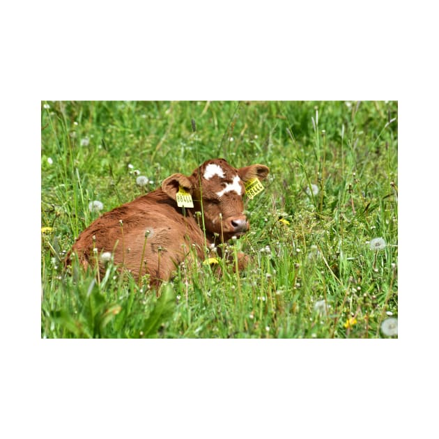 Love Cows - Calf by DeVerviers