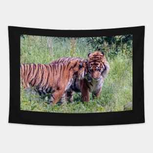 Tigresssnuggling up to male tiger Tapestry