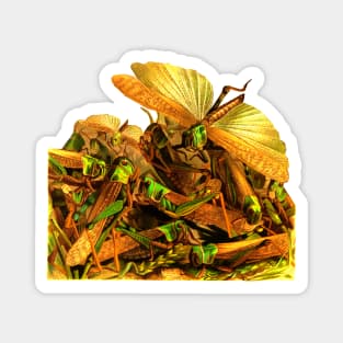 Locust attack Magnet