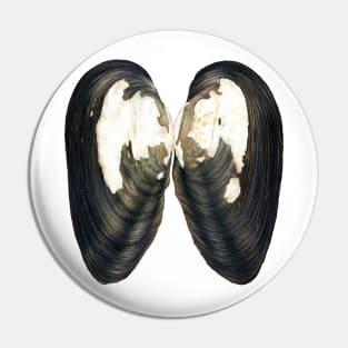 Thick Shelled River Mussel (Unio crassus) Pin