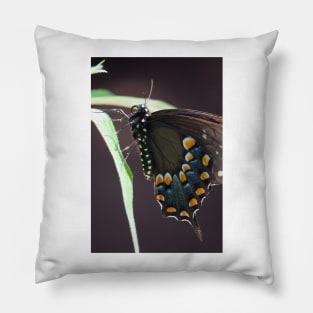 Black Swallowtail Pillow