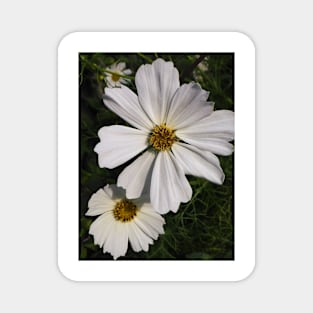 White Cosmos Flowers Magnet
