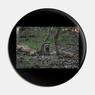 Raccoon Pin