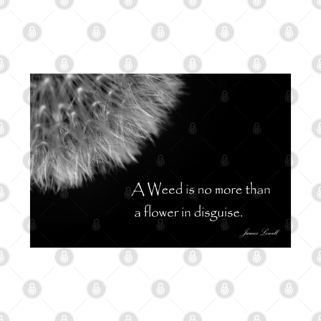 Black and White Fluffy Dandelion Weed Seed Head with Quote by karenmcfarland13