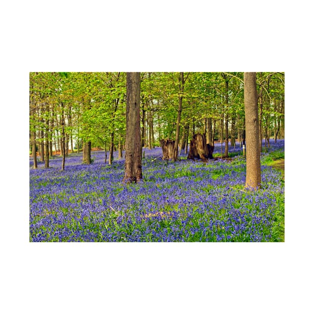 Bluebells Bluebell Woods Greys Court Oxfordshire UK by AndyEvansPhotos