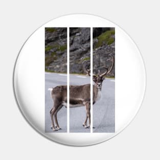 Wonderful landscapes in Norway. Nord-Norge. Beautiful reindeer watching me going to Nordkapp (vertical) Pin