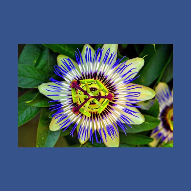 Passion Flower Summer Flowering Plant by AndyEvansPhotos