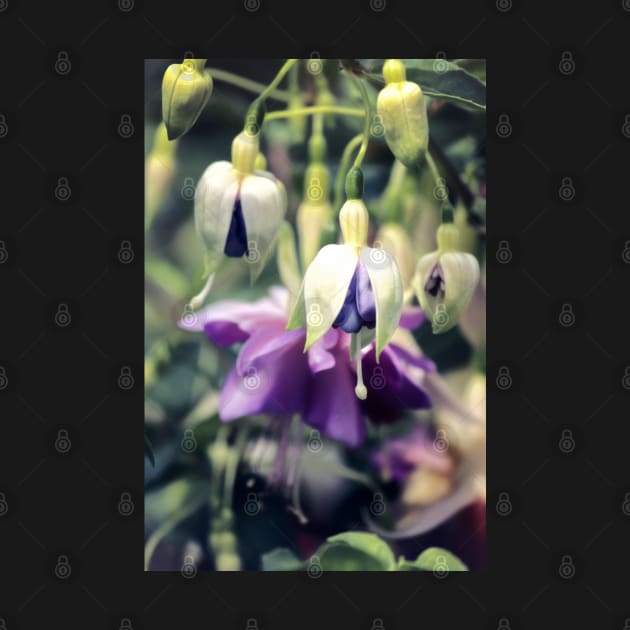 Purple Fuchsia Flowers by InspiraImage