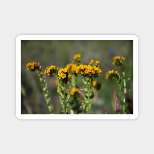 Tiny Yellow Wildflowers Magnet