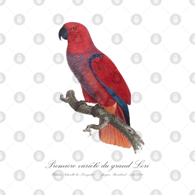 Eclectus Parrot / Premiere variete du grand Lori - 19th century Jacques Barraband Illustration by SPJE Illustration Photography