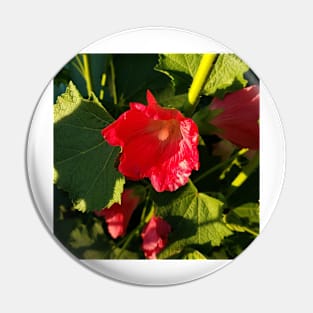 Red hollyhocks in sunshine Pin