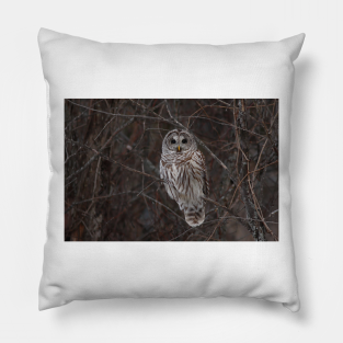 Owl Pillow - Barred Owl - Kanata, Ont by Up n' Cumming Photography