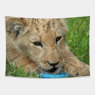 Lion 005 Tapestry