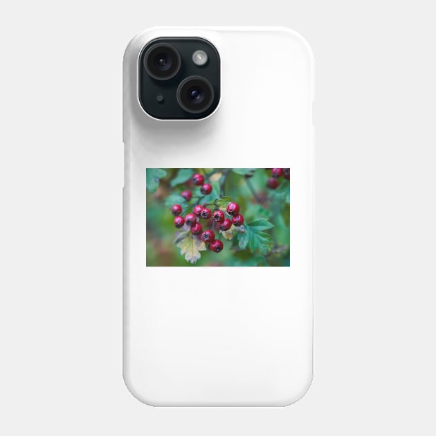 Ripe hawthorn berries Phone Case by naturalis