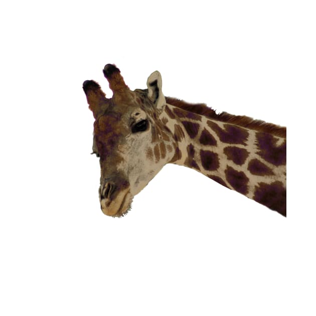 Zoo Animal Giraffe Portrait by oknoki