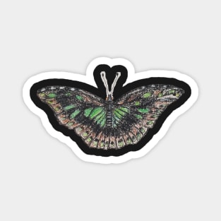 Entomology Magnet