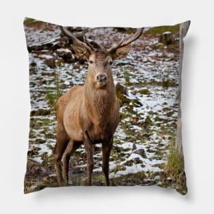 Red Deer In Woods Pillow