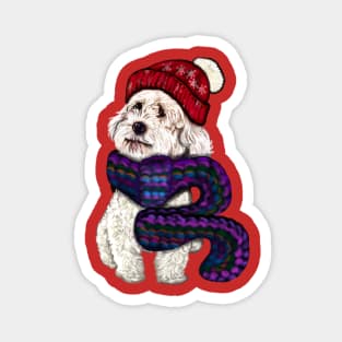 cavalier king charles spaniel in a knitted scarf,  white Cavapoo Cavoodle snug in a knitted scarf and beanie Magnet