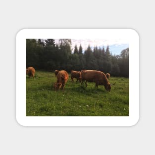 Scottish Highland Cattle Cows 2028 Magnet