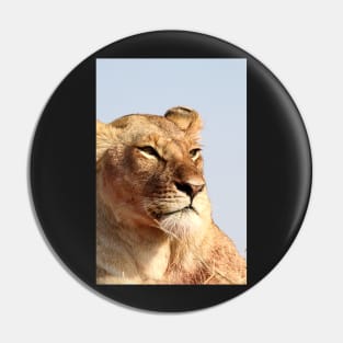 African Lion, Serengeti, Tanzania Pin