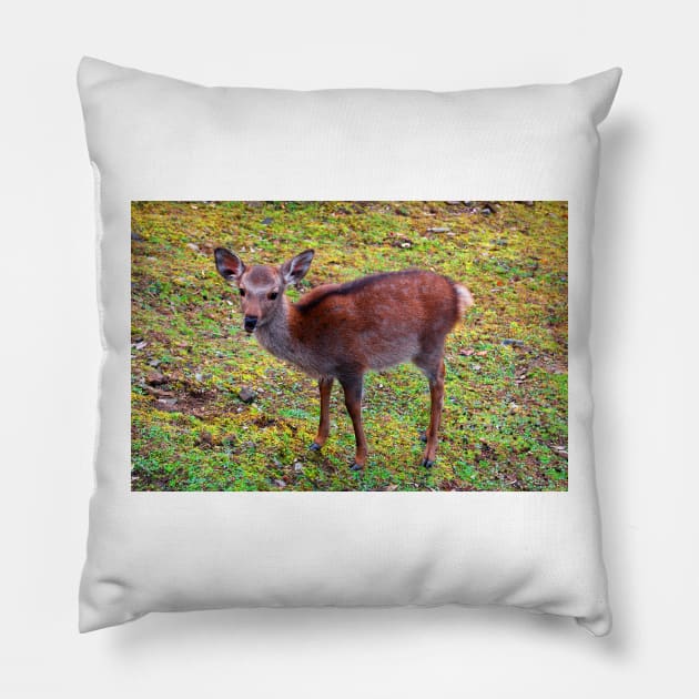 Fawn Pillow by WaterGardens