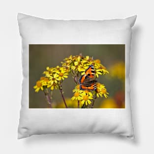 Tortoiseshell Butterfly in September sunshine Pillow