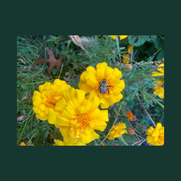 Bumble Bee on Marigolds by Amanda1775