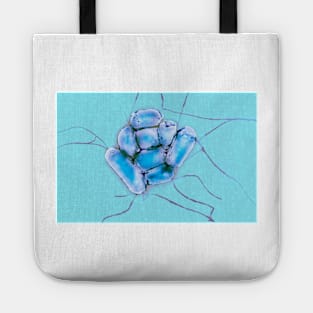 E. coli bacteria, TEM (C033/8066) Tote