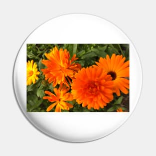 Calendula macro Pin