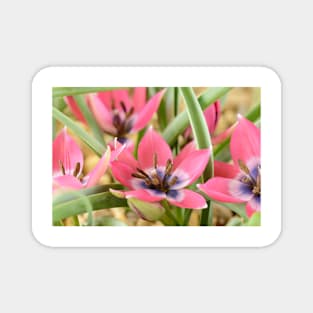 Tulipa  &#39;Little Beauty&#39;  AGM  Tulip  Miscellaneous tulip Magnet