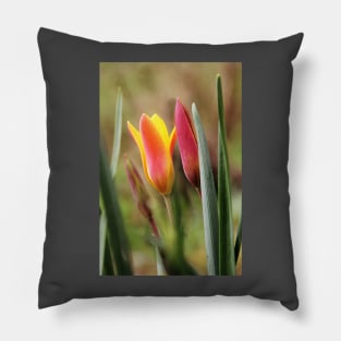 Tender slender surprise | Tulips Pillow