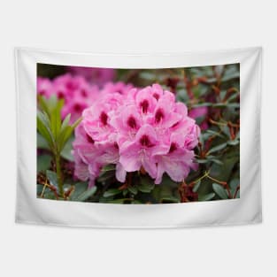Purple rhododendron flower Tapestry