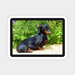 Cute Dachshund Magnet