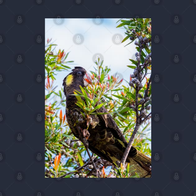 Yellow-Tail Black Cockatoo, McCrae, Mornington Peninsula, Victoria, Australia by VickiWalsh