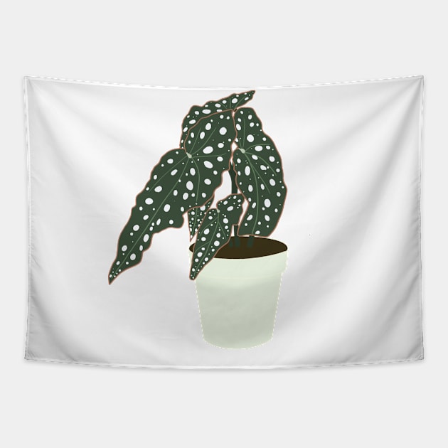 Begonia Maculata Plant – Mint Pot Tapestry by Raquel’s Room
