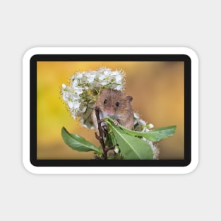 Cute Harvest Mouse Magnet