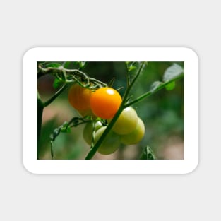 Orange Tomatoes Ripening on the Vine Magnet