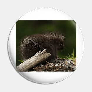 Baby Porcupine Pin