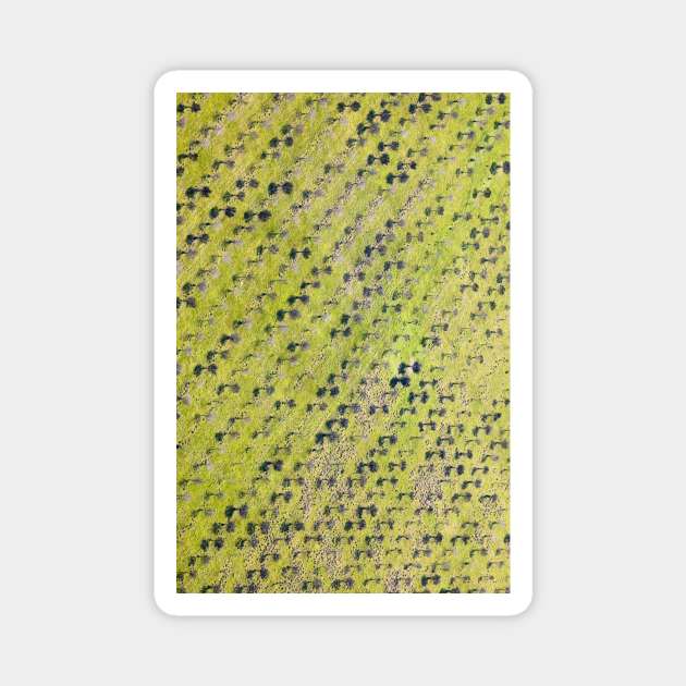 Aerial view of red wine vineyard Magnet by textural