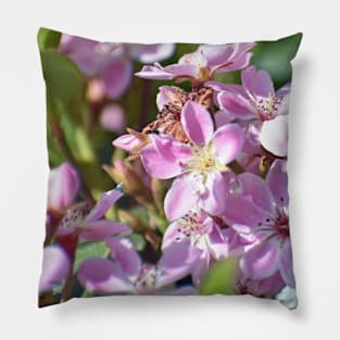 Pink Boronia flowers Pillow