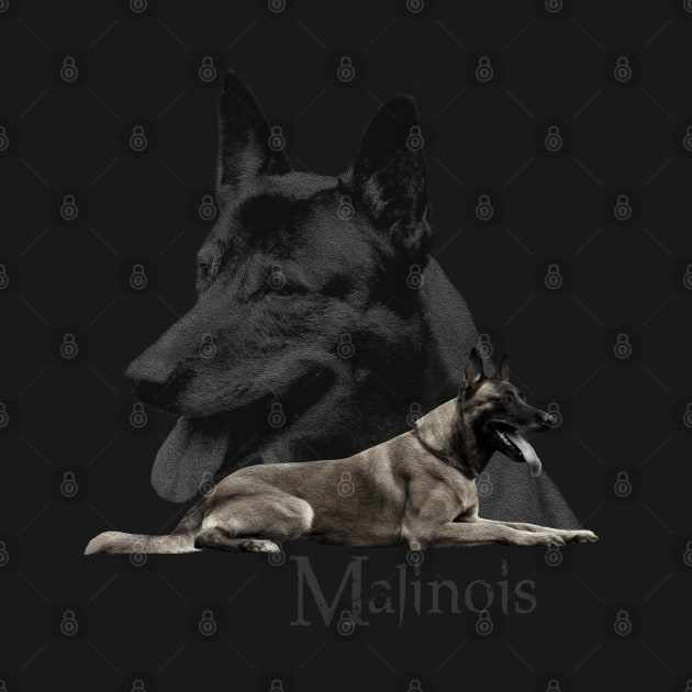 Malinois  - Belgian shepherd - Mechelaar by Nartissima