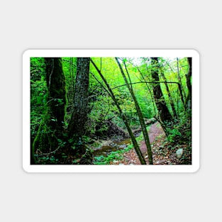 Scenery from Sarnano with the path to Cascata del Pellegrino with river, rocks, tree, trunks, greenery Magnet