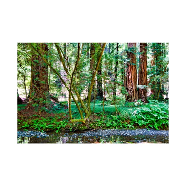 Muir Woods Study 11 by bobmeyers