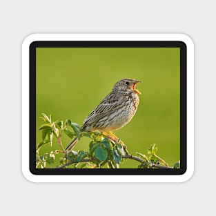 Corn bunting on a bush Magnet