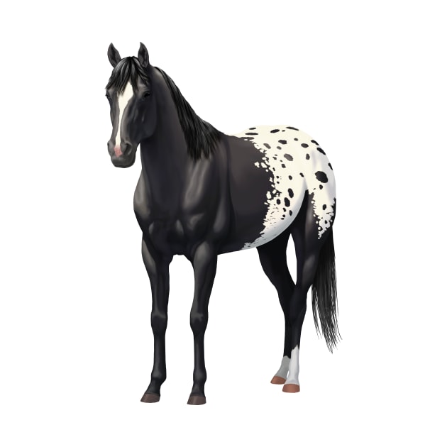 Black Quarter Horse Stallion Appaloosa by csforest