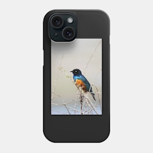 Superb Starling, Kenya Phone Case