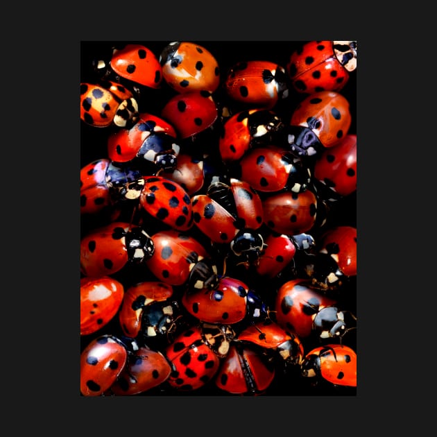 Ladybugs by MaxencePierrard