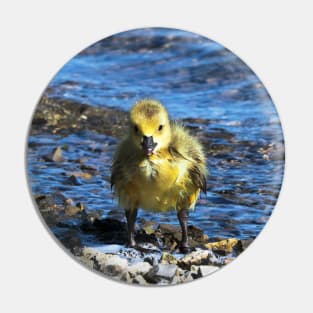 Wet Gosling Walking Along The Water Pin