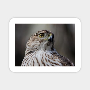 Coopers Hawk Magnet